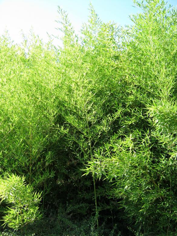 Free stock image of Bushtree created by mrceviz