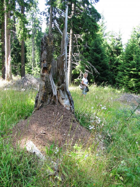 Free stock image of Large anthill of red ant created by Yuliy Ganev