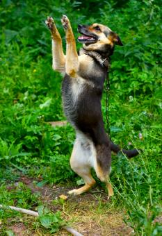 dog - Free Stock Photo