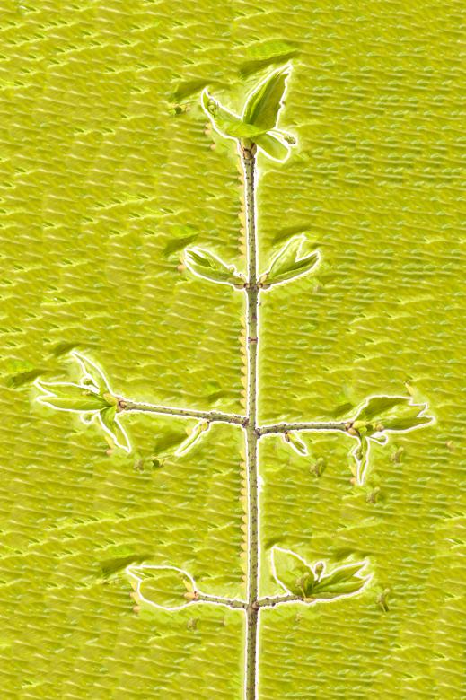 Free stock image of plant background created by 2happy