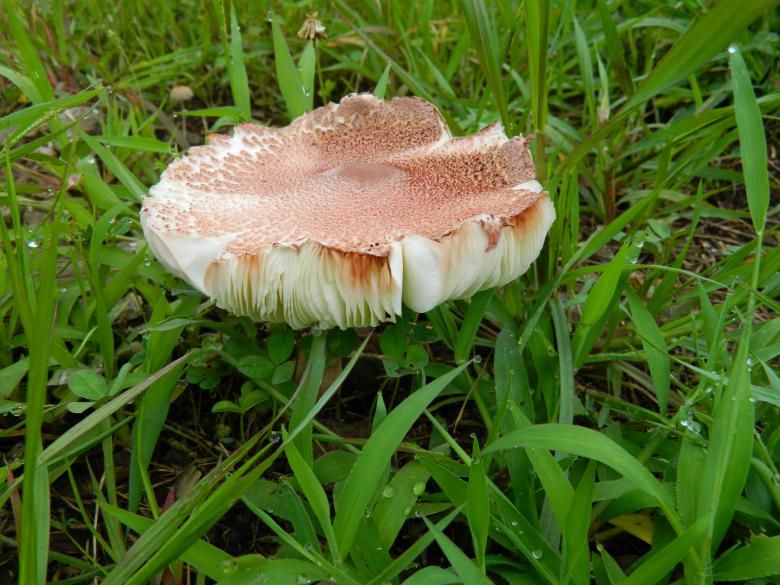 Free stock image of Wild Mushroon created by Katrena Patterson
