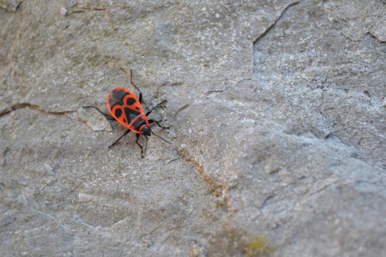 Free stock image of Red Bug created by Tilen Hrovatic