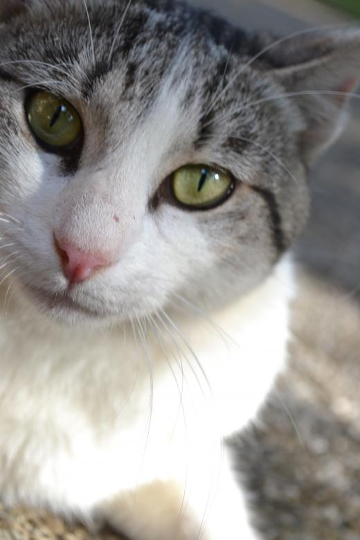 Free stock image of Curious Cat created by Tilen Hrovatic