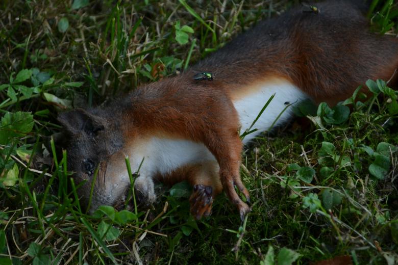 Free stock image of Dead Squirrel created by Tilen Hrovatic