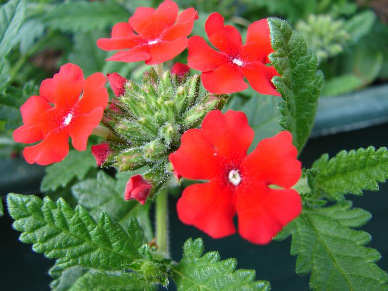 Free stock image of Red Flowers created by Tilen Hrovatic