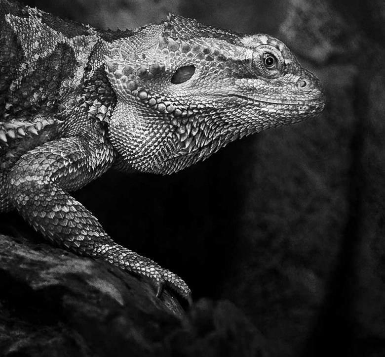 Free stock image of Iguana created by Martin Hariadi