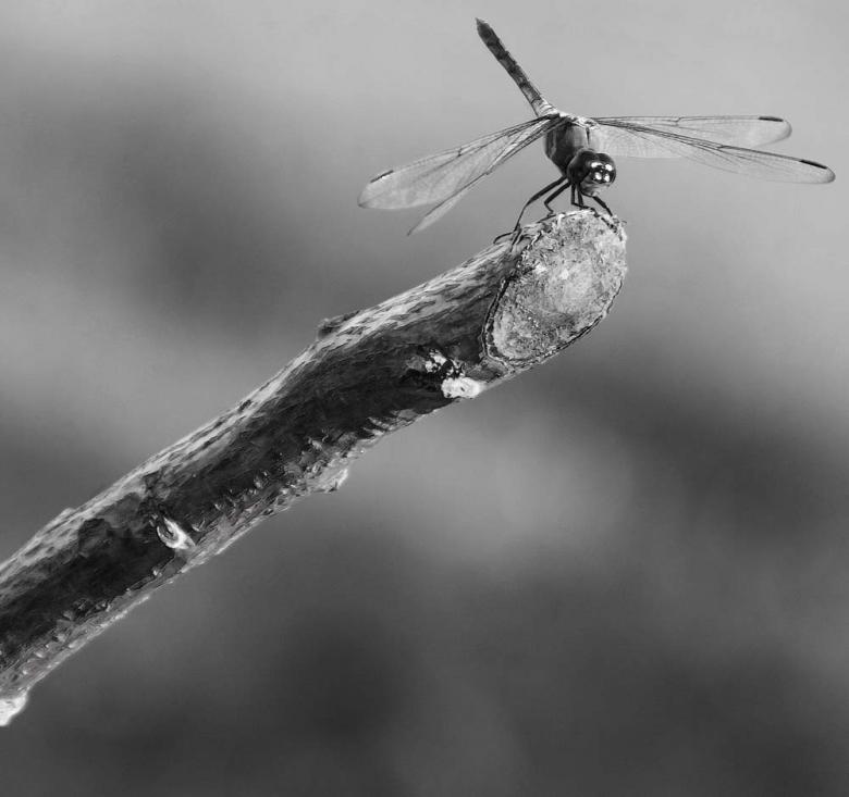 Free stock image of Dragonfly created by Martin Hariadi