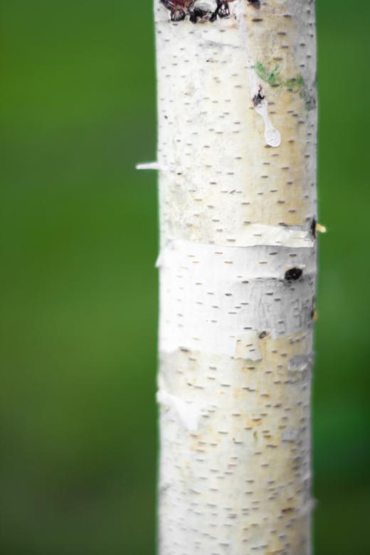 Free stock image of birch created by 2happy