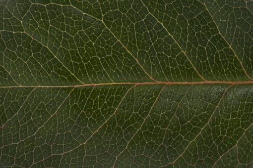 Green macro leaf - Free Stock Photo