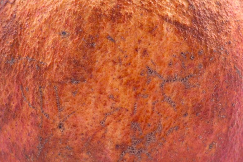Free stock image of Pomegranate macro shot created by Jakub Krechowicz