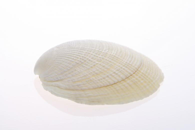 Free stock image of Seashell  created by 2happy
