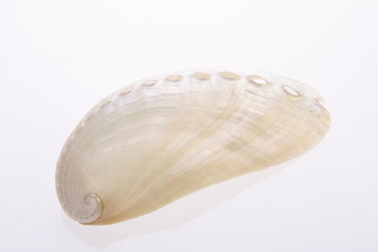Free stock image of Seashell  created by 2happy