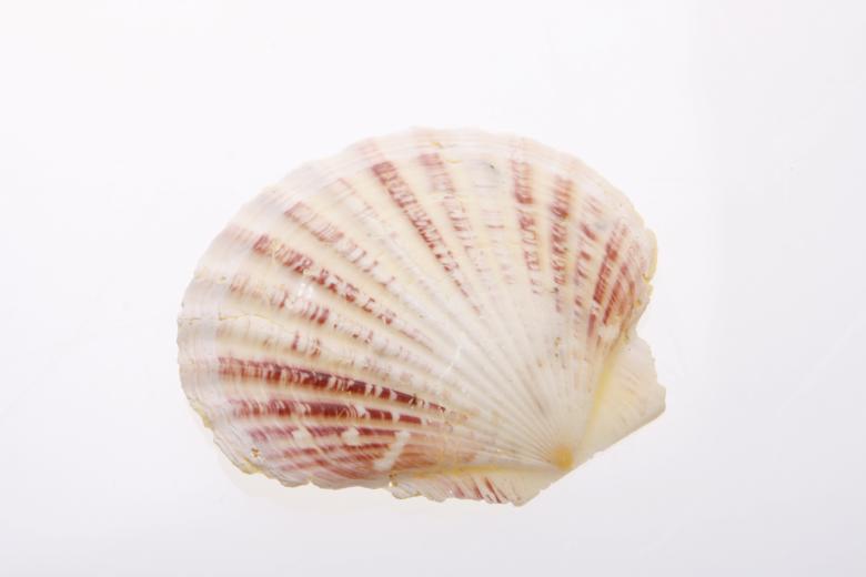 Free stock image of Seashell  created by 2happy