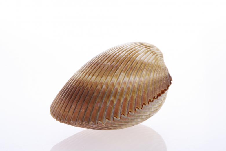 Free stock image of Seashell  created by 2happy