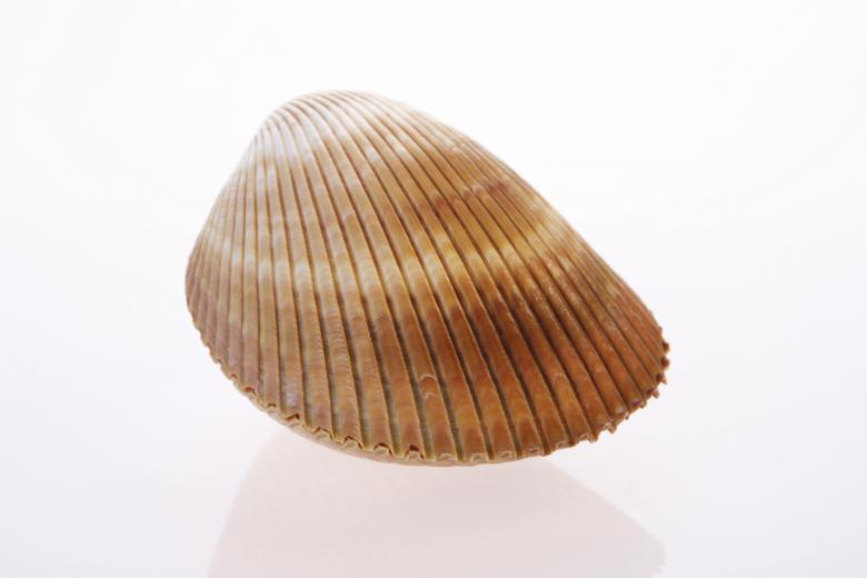 Free stock image of Seashell  created by 2happy
