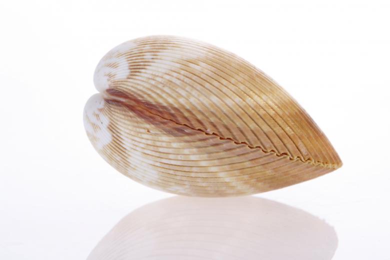 Free stock image of Seashell  created by 2happy