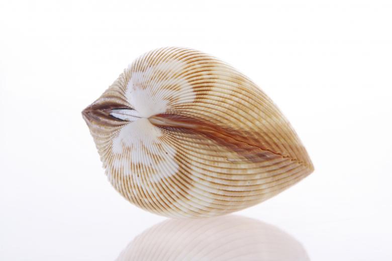 Free stock image of Seashell  created by 2happy