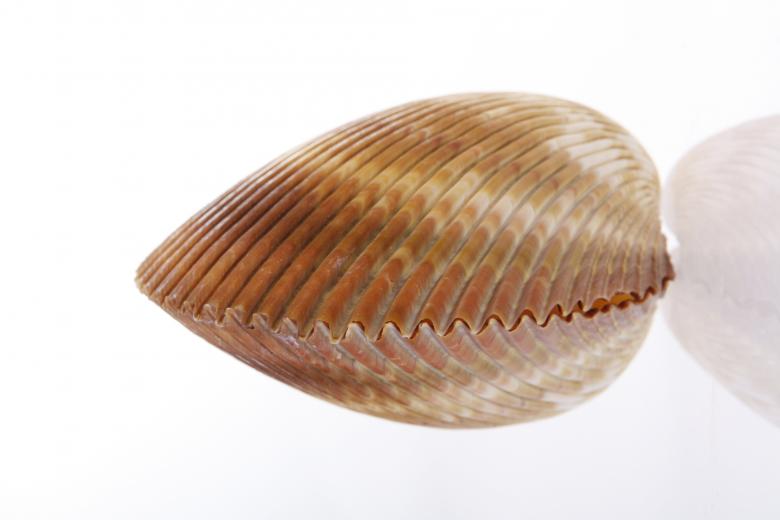 Free stock image of Seashell  created by 2happy