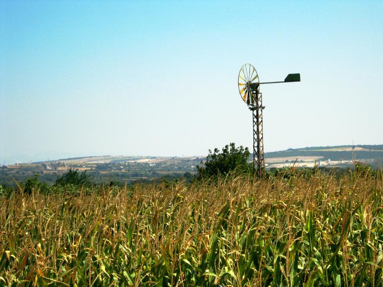 Free stock image of Cornfied and Forest created by mrceviz