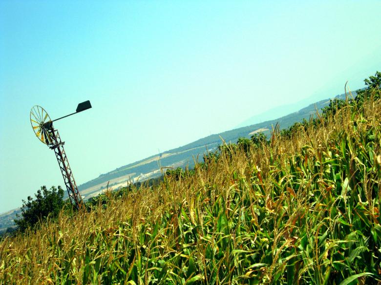 Free stock image of Cornfield and Windmill  created by mrceviz