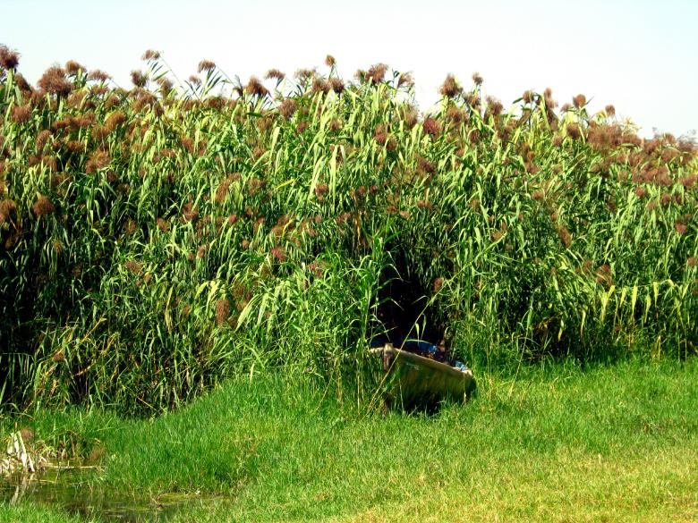 Free stock image of Boat in Reeds created by mrceviz