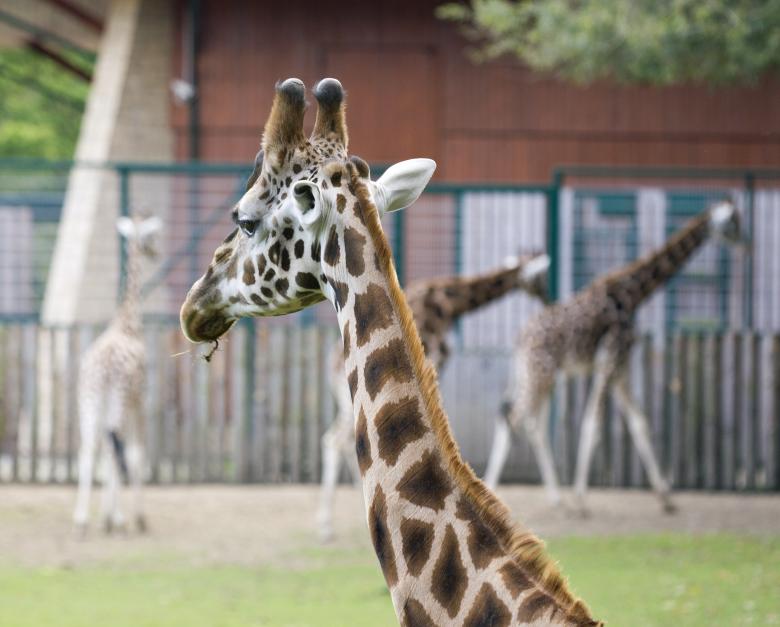 Free stock image of Giraffe in zoo created by Jakub Krechowicz