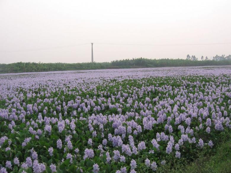 Free stock image of Field of flowers created by nguyenhoa