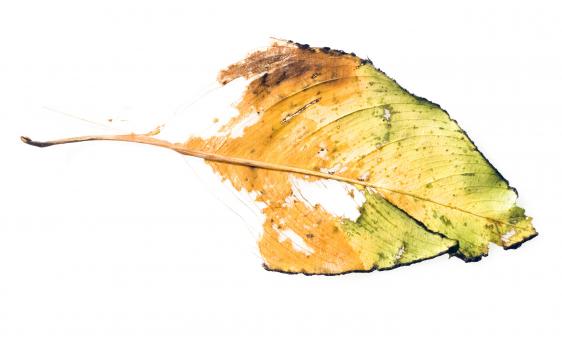 Free Stock Photo of Lifeless Leaf
