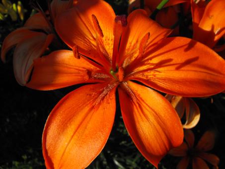 Orange Flower