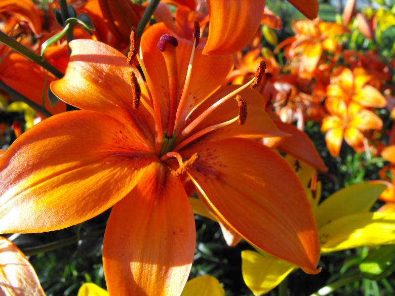 Free stock image of Orange Flower created by Kyla M