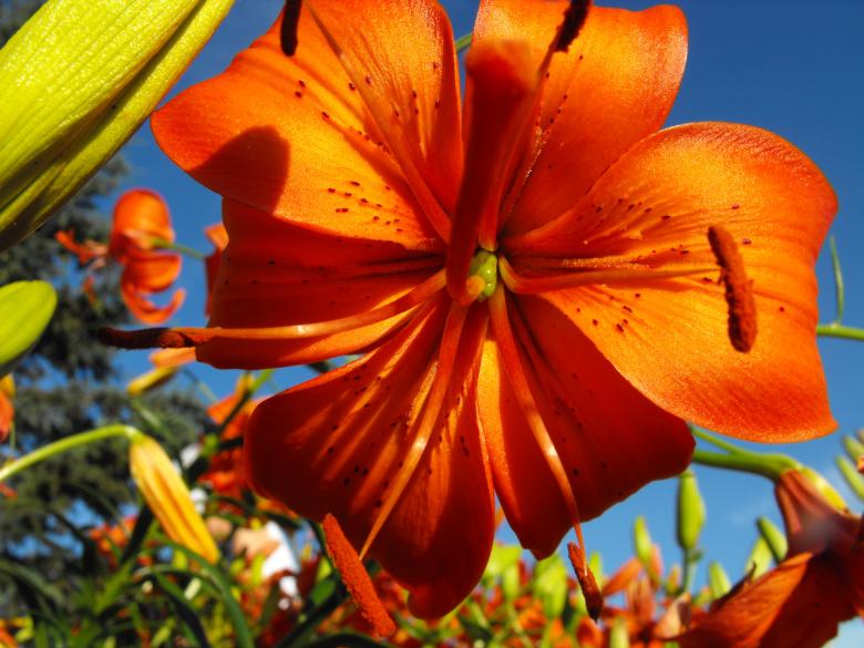 Free stock image of Orange Flower created by Kyla M