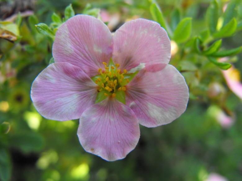 Free stock image of Pink Flower created by Kyla M