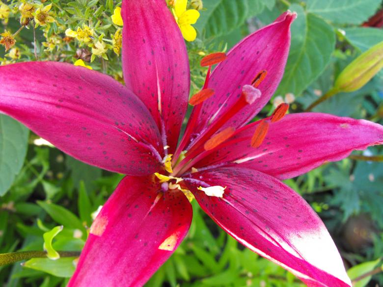 Free stock image of Pink Flower created by Kyla M