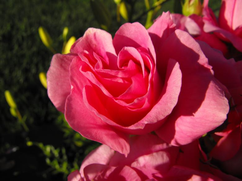 Free stock image of Pink Flower created by Kyla M