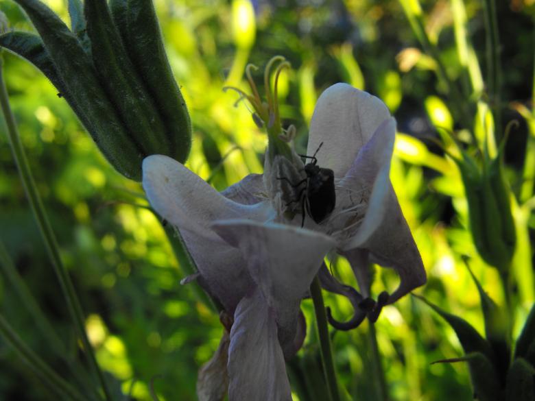 Free stock image of Alien Flower created by Kyla M