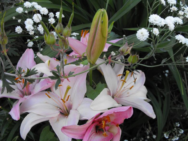 Free stock image of Pink Flower created by Kyla M