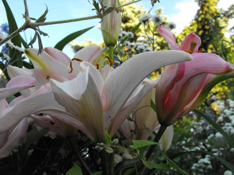 Free stock image of Pink Flower created by Kyla M