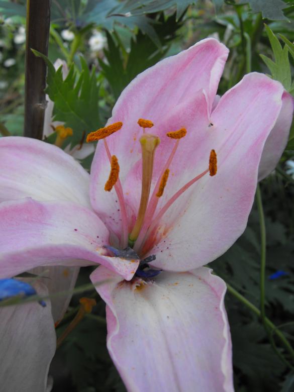 Free stock image of Pink Flower created by Kyla M