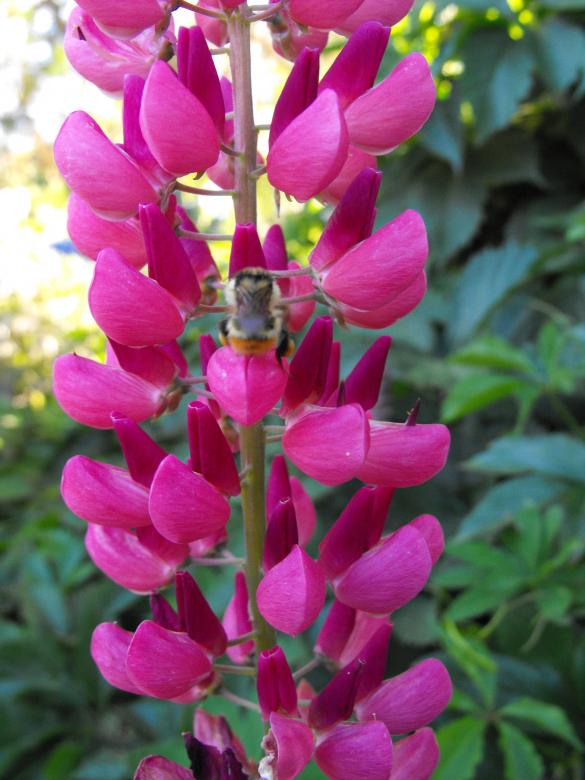 Free stock image of Pink Flower created by Kyla M
