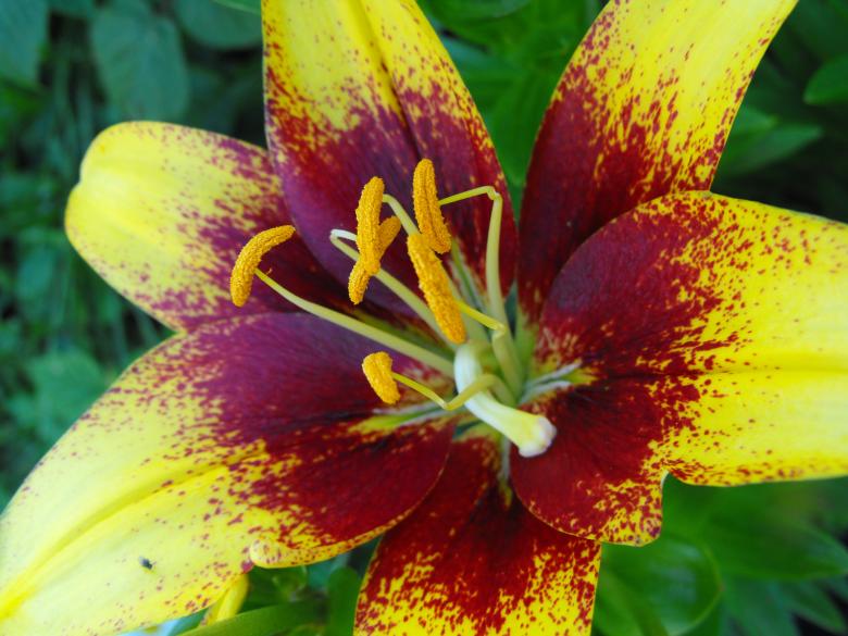 Free stock image of Yellow Flower created by Kyla M