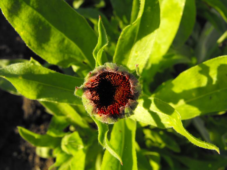 Free stock image of Green Plant created by Kyla M
