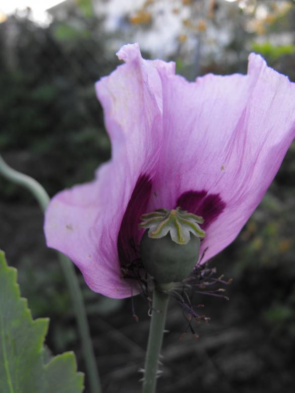 Free stock image of Pink Flower created by Kyla M