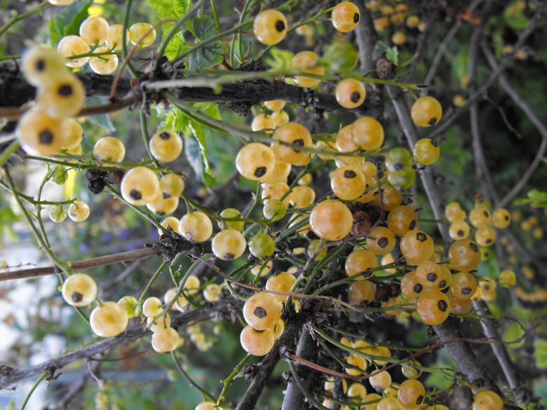 Free stock image of Yellow Flower created by Kyla M