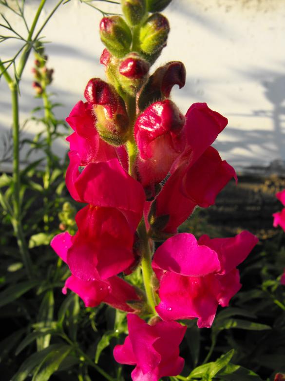 Free stock image of Pink Flower created by Kyla M