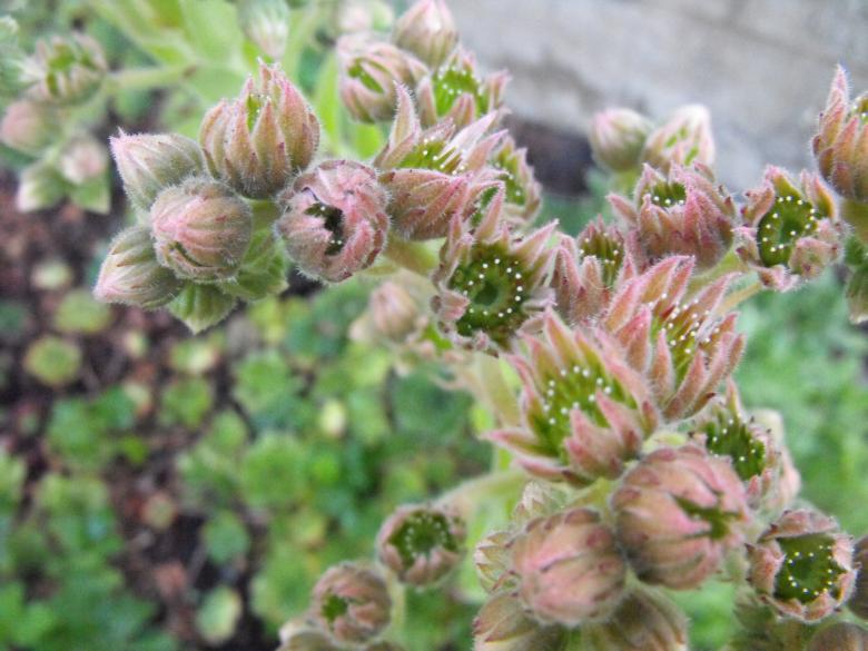 Free stock image of Soft Flowers created by Kyla M