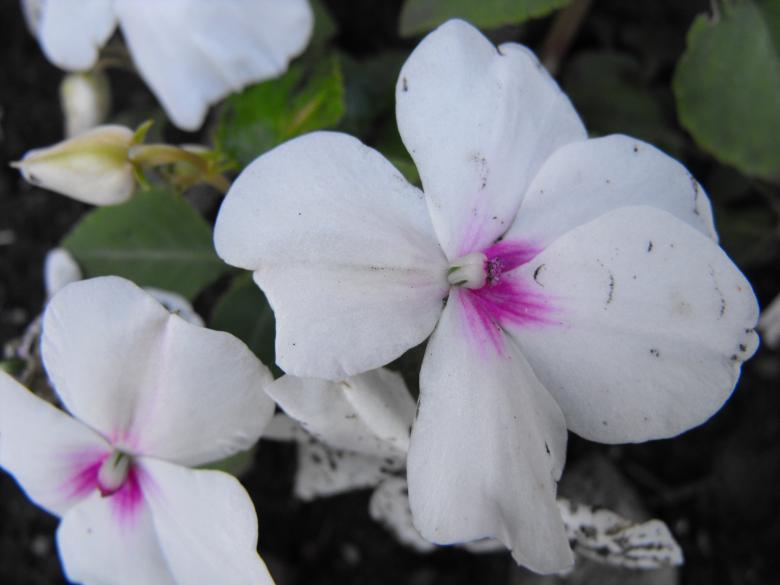 Free stock image of White Flower created by Kyla M