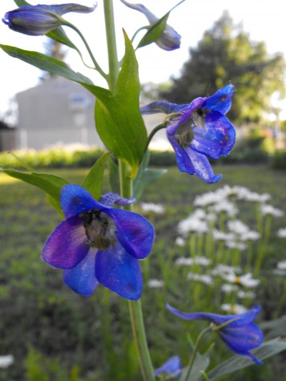 Free stock image of Blue Flower created by Kyla M
