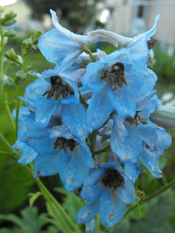 Free stock image of Light Blue Flower created by Kyla M