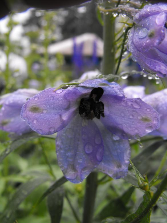 Free stock image of Purple Flower created by Kyla M