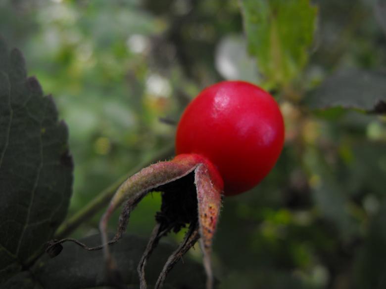 Free stock image of Red Seed created by Kyla M